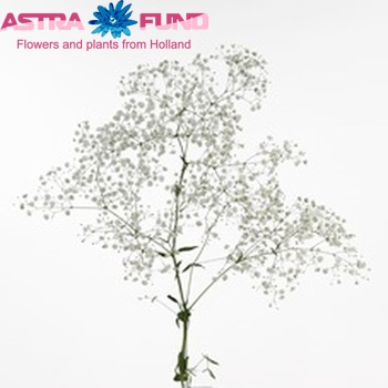 Gypsophila paniculata Orion foto