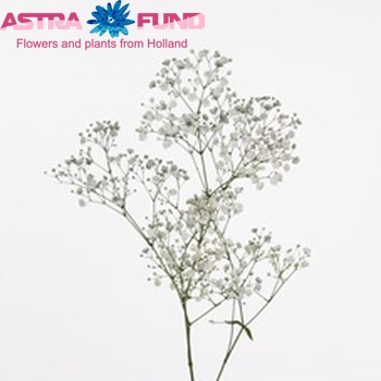 Gypsophila paniculata Overtime foto