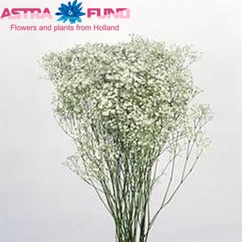 Gypsophila paniculata 'Party Time' foto
