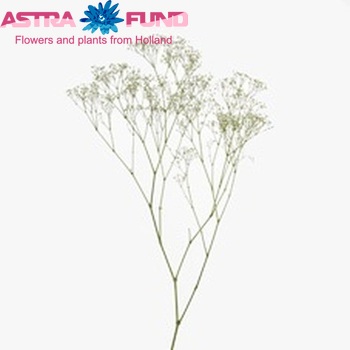 Gypsophila paniculata 'Pearl Blossom' foto