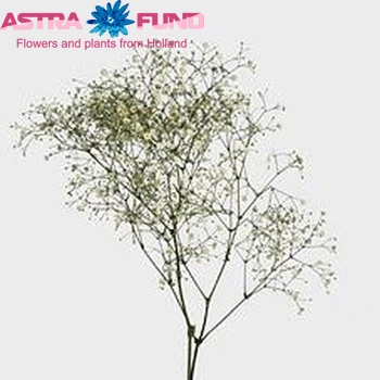 Gypsophila paniculata 'Perfecta' foto