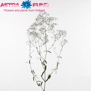 Gypsophila paniculata Stella Maris foto