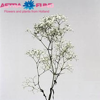 Gypsophila paniculata White Fire photo
