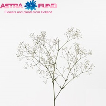Gypsophila 'Tango' photo