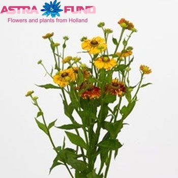 Helenium Autumn Flirt photo