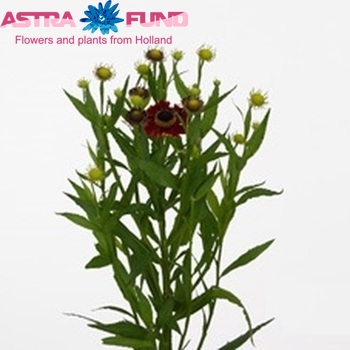Helenium 'Bonbini' photo