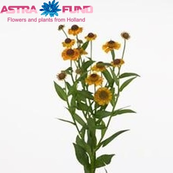 Helenium Disco Flirt photo