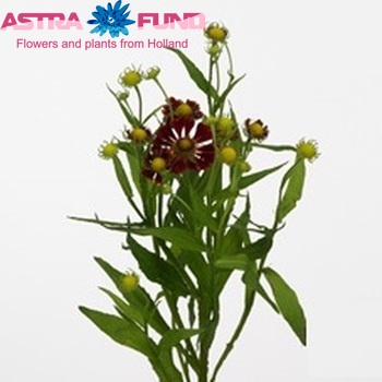 Helenium 'Fiesta' photo