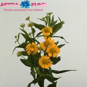 Helenium Golden Superior photo