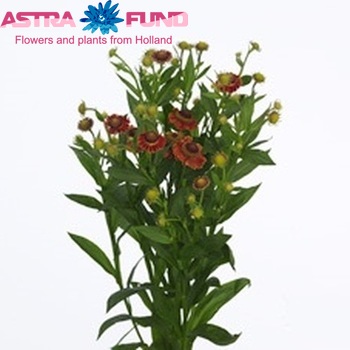 Helenium Indian Flirt photo