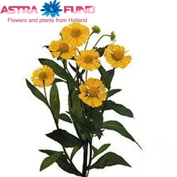 Helenium 'Kanaria' photo