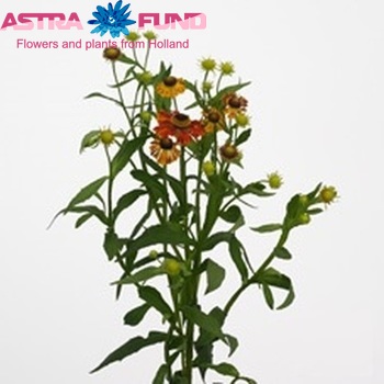 Helenium 'Kandela' photo