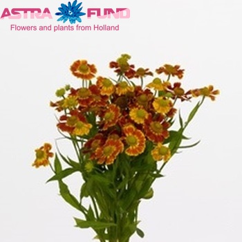 Helenium 'Red King' fotografija
