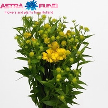 Helenium Summer Flirt fotografija