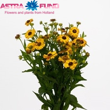 Helenium Sunny Flirt fotografija