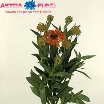Helenium 'Waltraut' fotografija