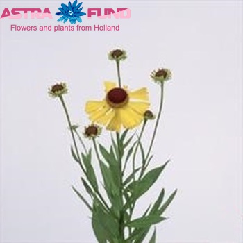 Helenium 'Wesergold' fotografija