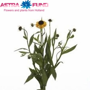 Helenium 'Wyndley' fotografija