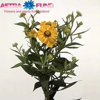 Helenium 'Zimbelstern' fotografija