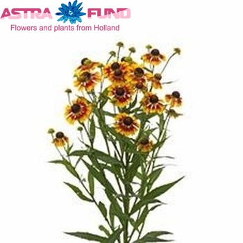 Helenium 'Zonnedam' fotografija