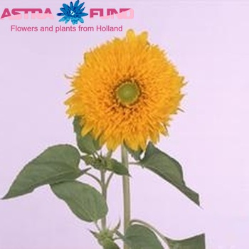 Helianthus  'Sun King' fotografie