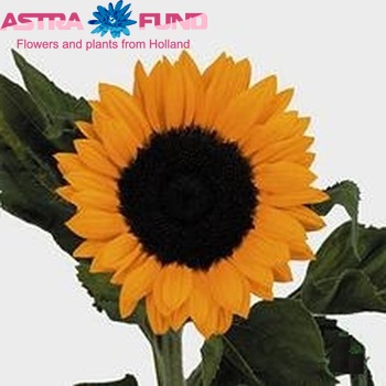 Helianthus  'Sunrich Orange' fotografie