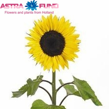 Helianthus annuus 'Pro Cut Peach' fotografija