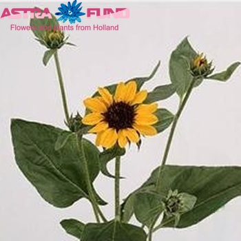 Helianthus annuus 'Sonja' fotografija