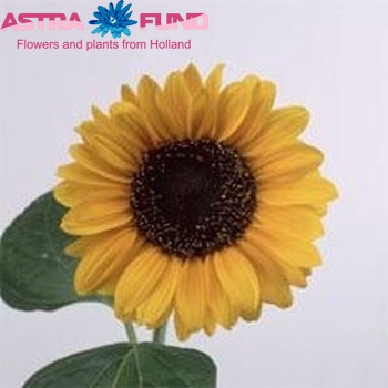 Helianthus annuus 'Soraya' fotografija
