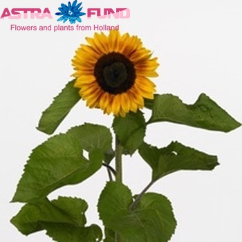 Helianthus annuus 'Sun4U Bicolor' fotografija
