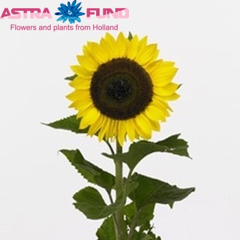 Helianthus annuus 'Sun4U Lemon' fotografija