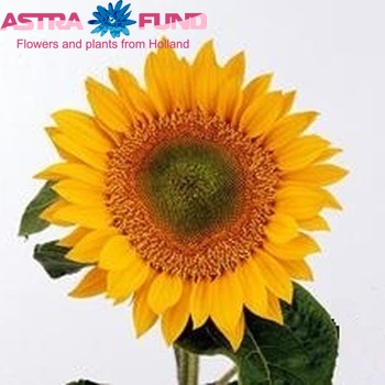 Helianthus annuus 'Sunbeam' fotografija