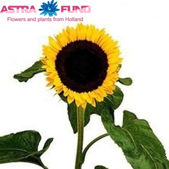 Helianthus annuus 'Sunbright' fotografija