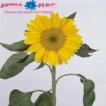 Helianthus annuus 'Sunrich Gold' fotografija