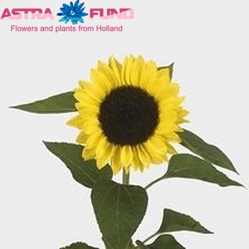 Helianthus annuus 'Sunrich Lemon' fotografija