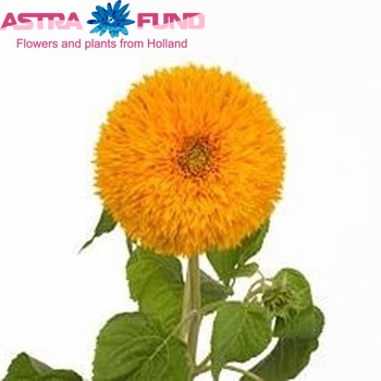Helianthus annuus 'Teddy Bear' fotografija