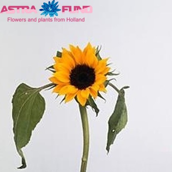 Helianthus annuus 'Tiffany' fotografija