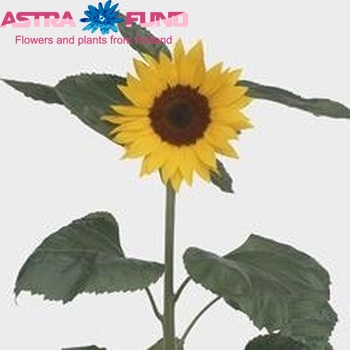 Helianthus annuus 'Tosca' fotografija