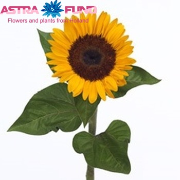 Helianthus annuus 'Tuscany Summer' fotografija