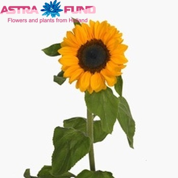 Helianthus annuus 'Vincent's Choice' fotografija