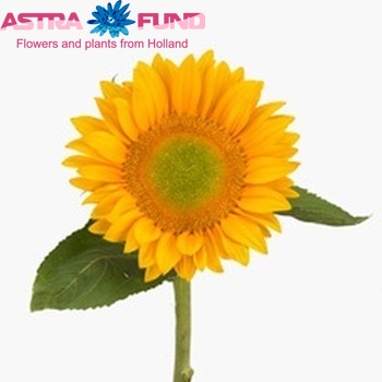 Helianthus annuus 'Vincent's Fresh' fotografija