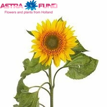 Helianthus 'Corona' fotografija
