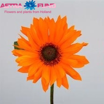 Helianthus x laetiflorus 'Semiplenus' fotografie