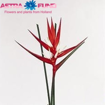 Heliconia angusta 'Holiday' photo