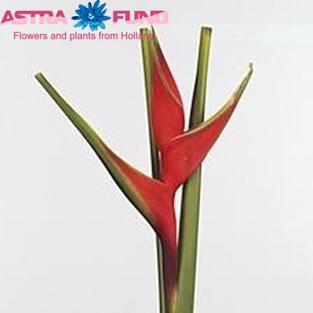 Heliconia bihai photo