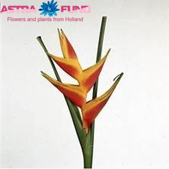 Heliconia bihai 'Jacquini' photo