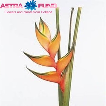 Heliconia bihai 'Peachy Pink' photo