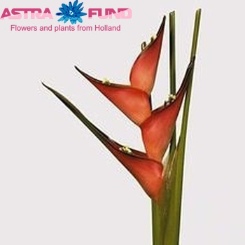 Heliconia caribaea photo