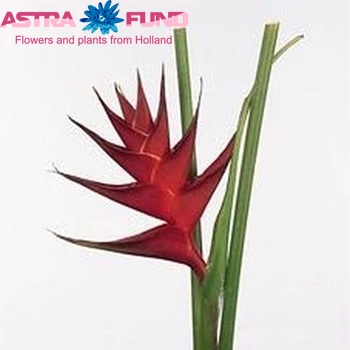 Heliconia caribaea 'Prince of Darkness' photo