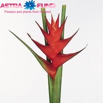 Heliconia caribaea 'Purpurea' photo